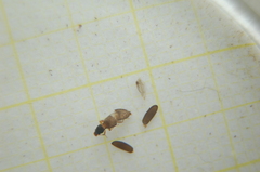 Salpingus planirostris