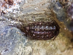 Isopoda