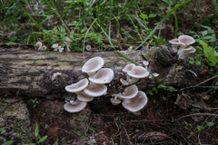 Pleurotus cornucopiae