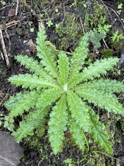 Cirsium brevistylum
