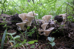 Pleurotus cornucopiae