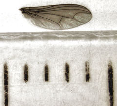 Parentia schlingeri