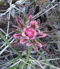 Castilleja angustifolia angustifolia