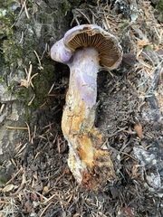Cortinarius traganus