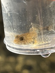 Cottus bairdii