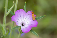 Oedemera podagrariae