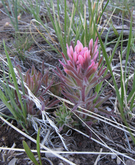 Castilleja angustifolia angustifolia