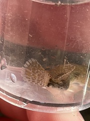 Cottus bairdii
