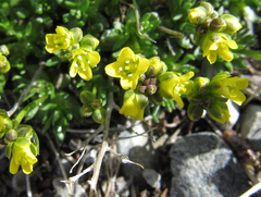 Draba oligosperma