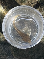 Cottus bairdii
