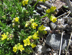 Draba oligosperma
