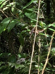 Mecistogaster ornata