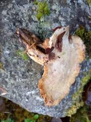 Cerioporus leptocephalus