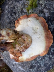 Cerioporus leptocephalus