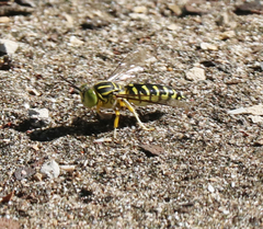 Stictia signata