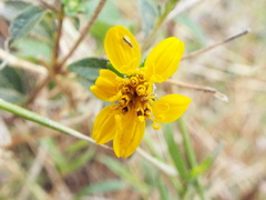 Wedelia acapulcensis
