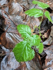 Rubus spectabilis