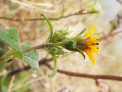 Wedelia acapulcensis