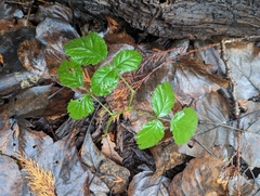 Rubus spectabilis