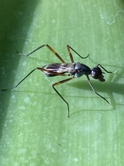Taeniaptera trivittata