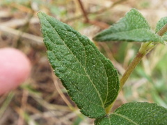 Wedelia acapulcensis