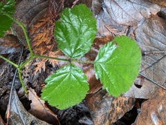 Rubus spectabilis