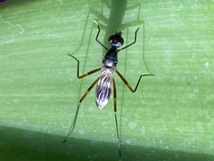 Taeniaptera trivittata