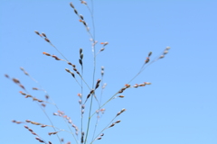 Panicum schinzii