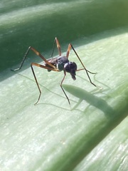 Taeniaptera trivittata