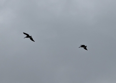 Pelecanus occidentalis