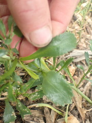 Lepidium banksii