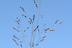 Panicum schinzii