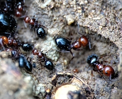 Camponotus lateralis