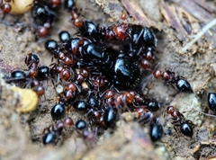 Camponotus lateralis