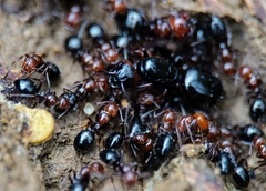 Camponotus lateralis