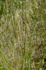 Panicum schinzii