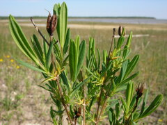 Hypericum kalmianum