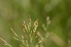 Panicum schinzii