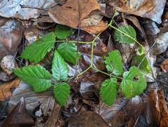 Rubus spectabilis