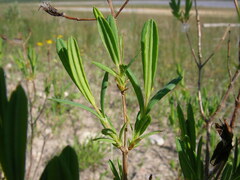 Hypericum kalmianum