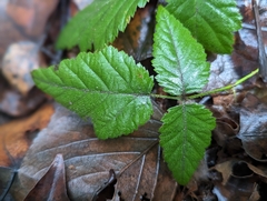 Rubus spectabilis