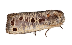 Biocellata alfarae