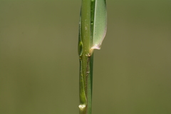 Panicum schinzii