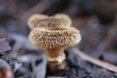Lentinus stuppeus