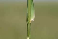 Panicum schinzii
