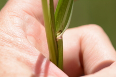 Panicum schinzii