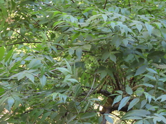 Fraxinus uhdei