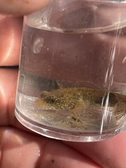 Cottus bairdii