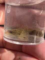 Cottus bairdii