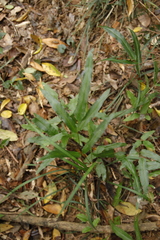 Lindsaea ensifolia